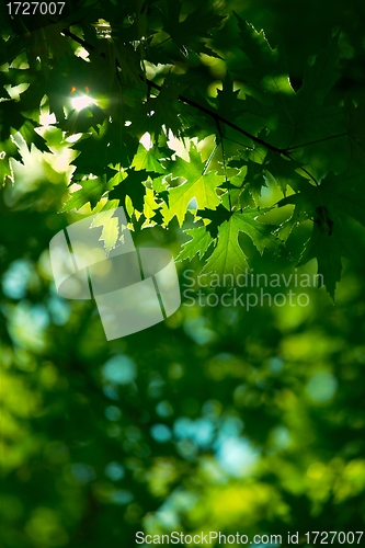 Image of Leaves