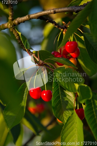 Image of Cherry