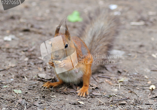 Image of Squirrel