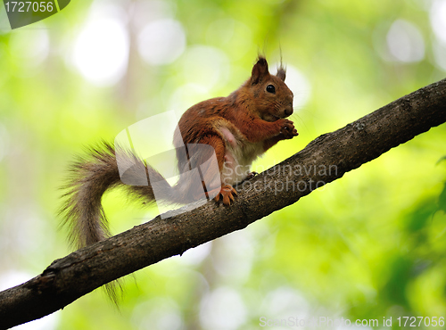 Image of Squirrel on a branch