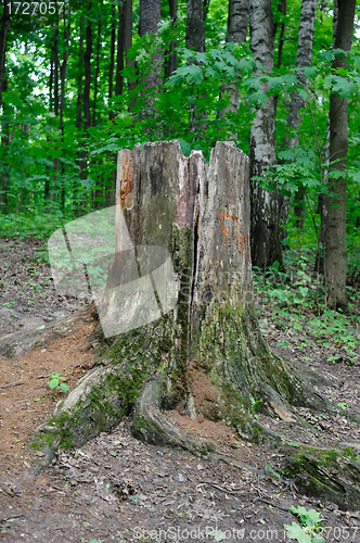 Image of An old stump