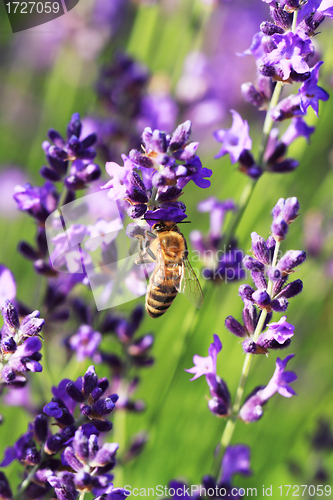 Image of Bee on a Lavender flower