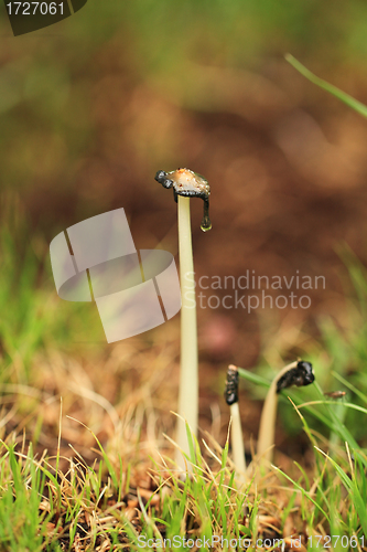 Image of small mushroom