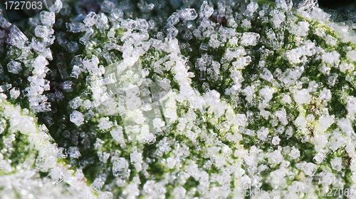 Image of frosty leaf - winter motive