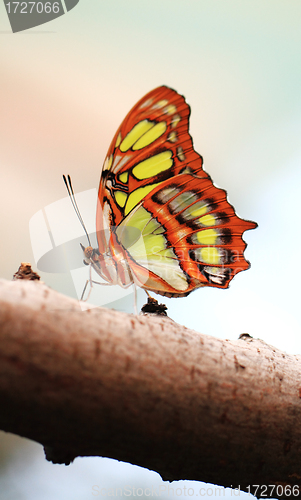 Image of Red lacewing butterfly (lat. Cethosia biblis)