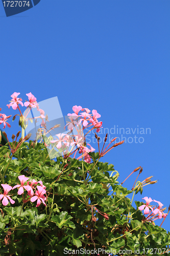 Image of geranium flowers