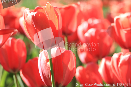 Image of Red tulip