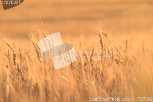 Image of Fields of wheat