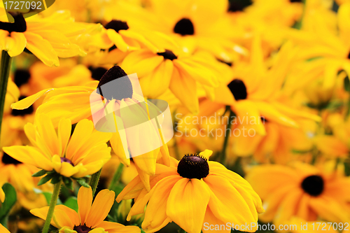 Image of black eyed susan flowers