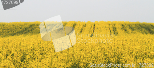 Image of Rape field