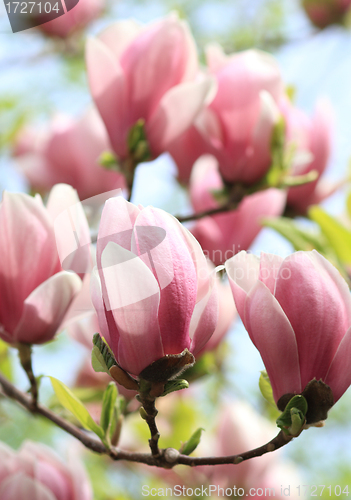 Image of Magnolia tree