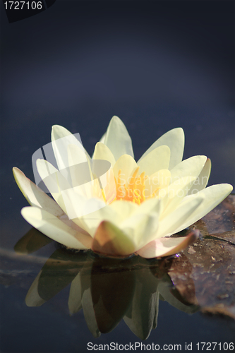 Image of yellow water lily