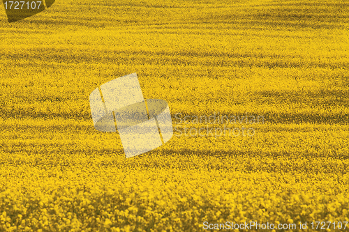 Image of rape field