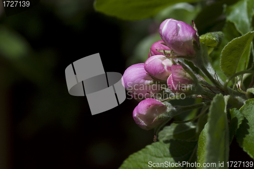 Image of apple blossom