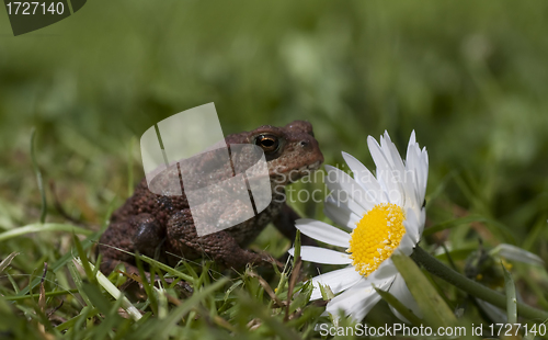 Image of toad and flower