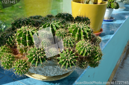 Image of Cacti growing in greenhouse Industrial cactus grow 