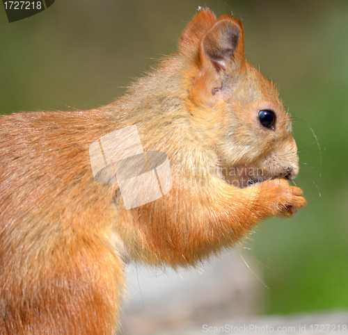 Image of squirrel