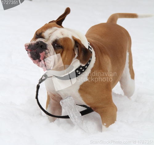 Image of Dog shaking its head