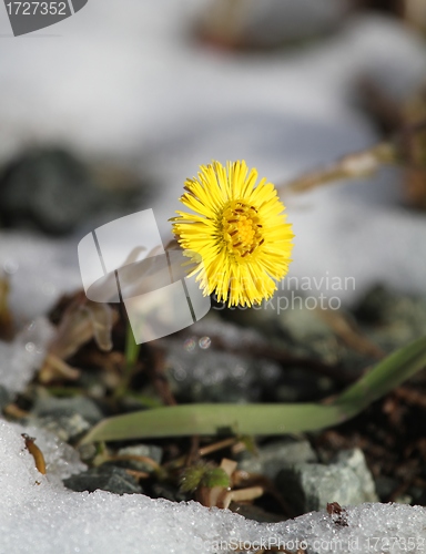 Image of Coltsfoot