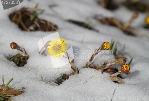 Image of Flowers and snow