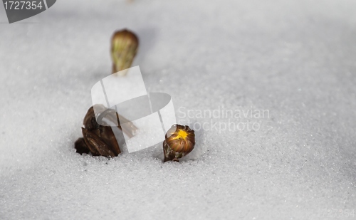 Image of Coltsfoot in the snow