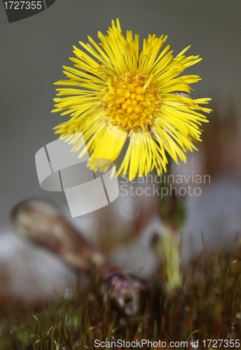 Image of Coltsfoot