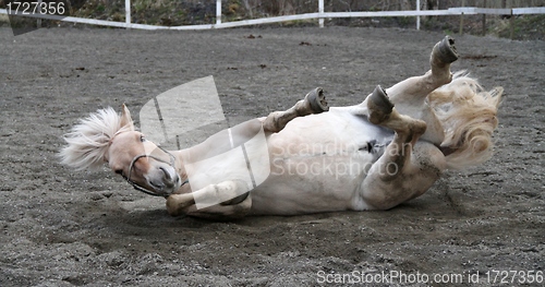 Image of Horse rolling on the ground