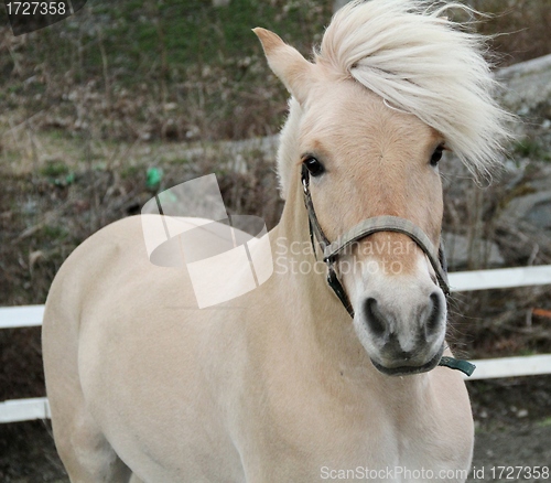 Image of Norwegian fjord horse