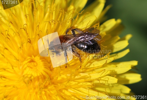 Image of Bee in a dandelion