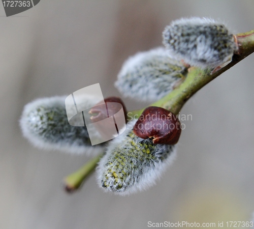 Image of Willow catkins