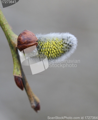 Image of Willow catkin