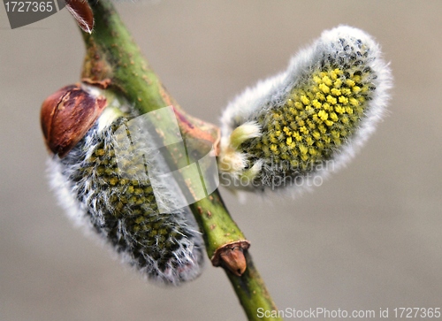 Image of Willow catkins