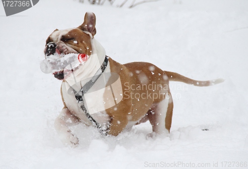 Image of Dog playing outside in the snow