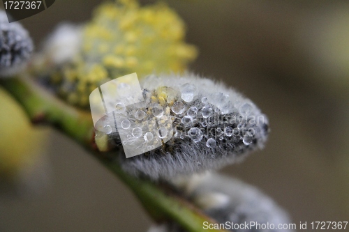 Image of Wet catkin