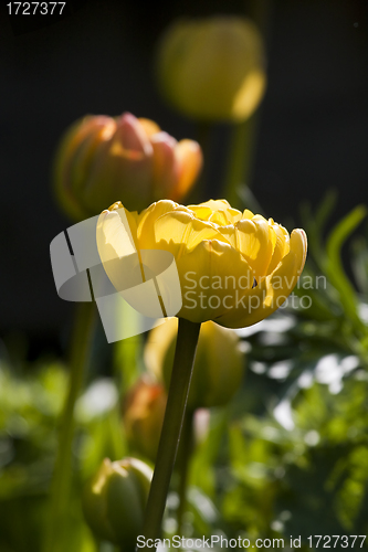 Image of yellow tulip