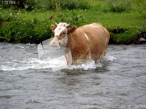 Image of River cow