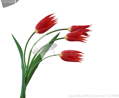 Image of Four tulips isolated