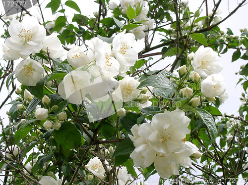 Image of White bloom