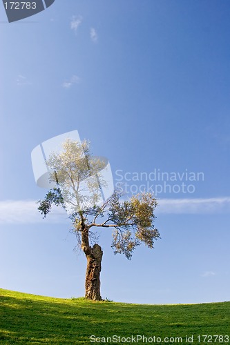 Image of Tree