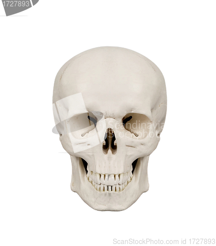 Image of human scull isolated