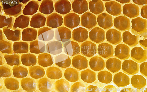 Image of Honeycomb