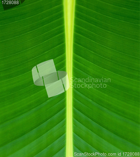 Image of Texture of a green leaf background