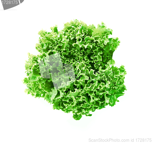 Image of green leaves lettuce isolated