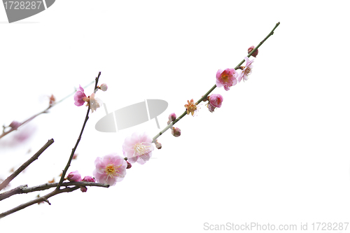Image of Plum blossoms blooming in spring