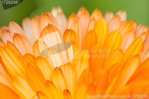 Image of Orange flower petals background