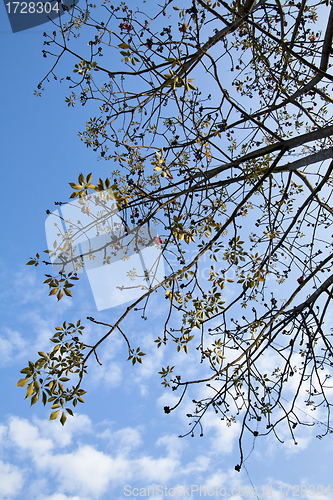 Image of Cotton tree branches