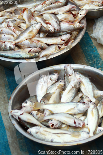 Image of Fresh fishes in market