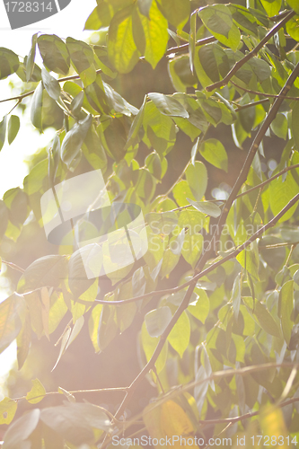 Image of Spring leaves under sunshine