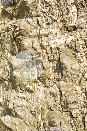 Image of Tree bark details