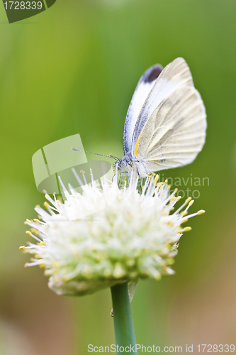 Image of Butterfly on flowers